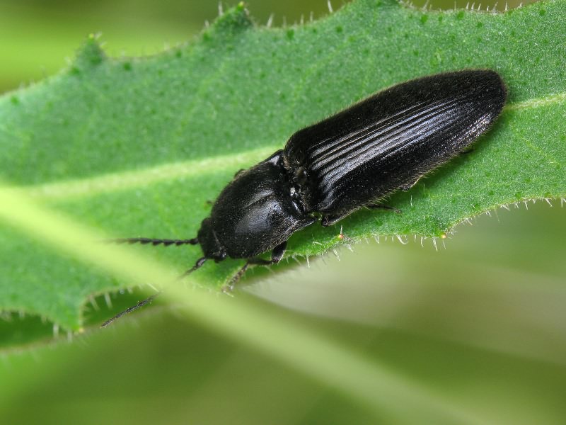 Hemicrepidius niger (Linnaeus, 1758)